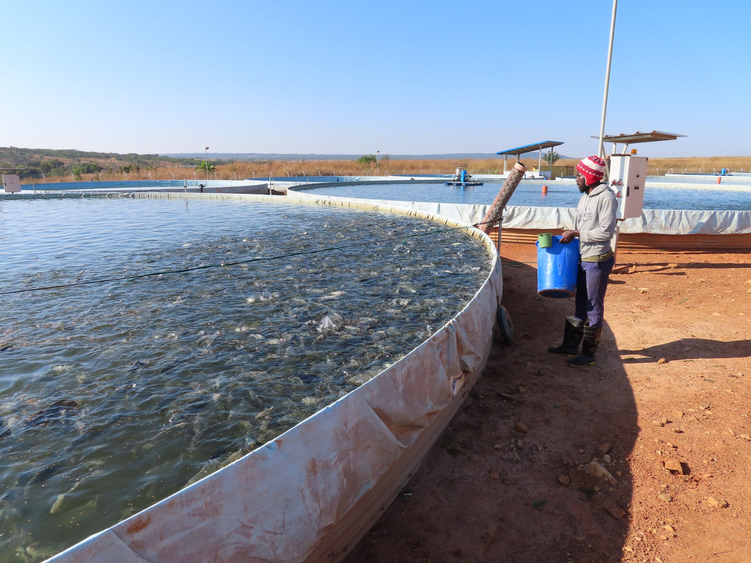 Aquicultura